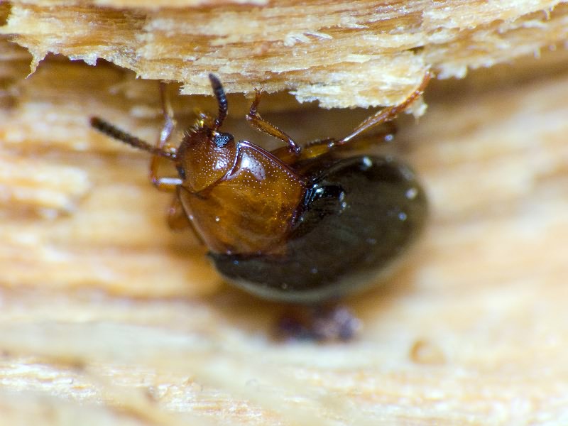 Scaphidema metallicum bicolor (Fabricius, 1798)